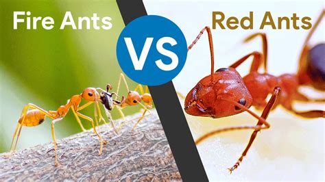fire ants vs red ants